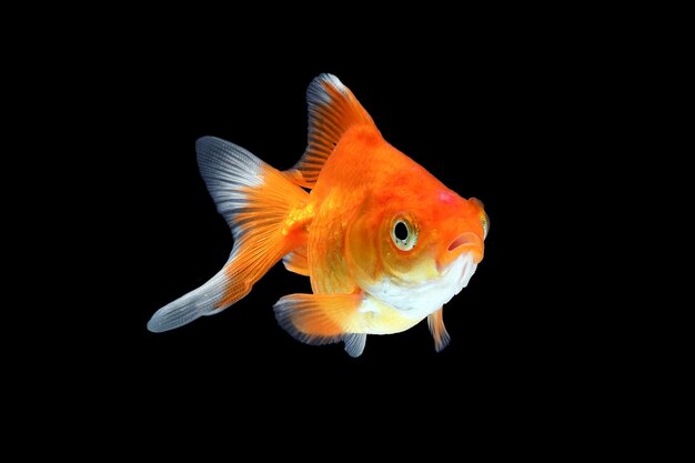 Zdjęcie zwierzątko akwariowe goldfish