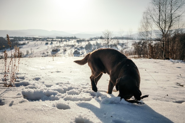 Zwierzę chodzące po śniegu Labrador