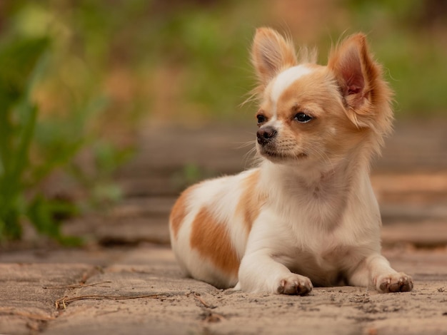 Zwierzę domowe Chihuahua długowłosy pies leży na chodniku