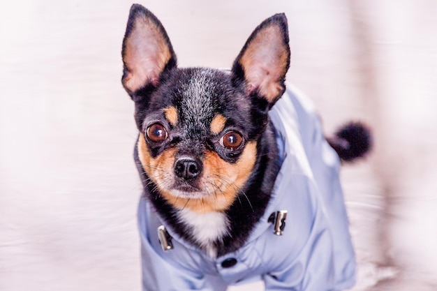 Zwierzę domowe Czarny pies Chihuahua w płaszczu przeciwdeszczowym stoi w kałuży