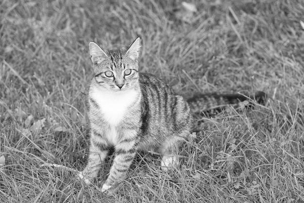 Zwierzę domowe kot relaksujący siedzący na zewnątrz z ciekawskim spojrzeniem na życie zwierząt domowych w zielonej trawie