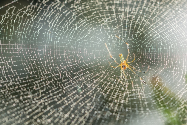 Zwierzę Dzikiej Przyrody Czarny Wzór Jedwabiu