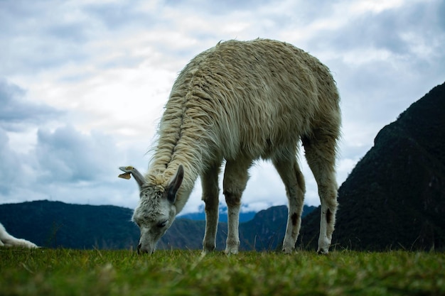 zwierzę_lama