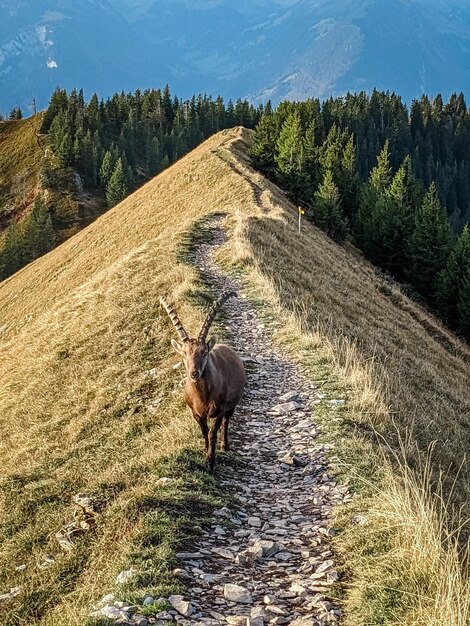 Zdjęcie zwierzę na górze