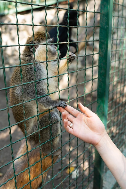 Zwierzę potrzebuje ludzkiej miłości i ochrony. Małpa trzyma dziewczynę za rękę w zoo.