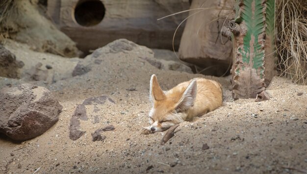 Zwierzę w Amsterdam Zoo