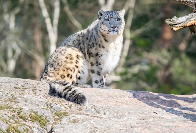 Zwierzę wielki kot mięsożerny leopard kot ssak drapieżnik leopard śnieżny