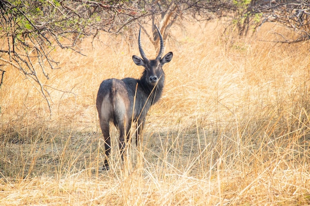 Zwierzęta Dzika przyroda w Parku Narodowym Chaminuka, Lusaka, Zambia, Dzika przyroda w Afryce