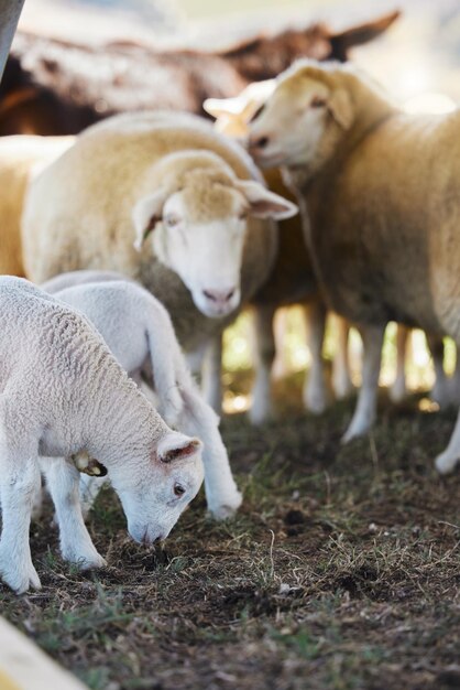 Zwierzęta hodowlane owiec i brak ludzi na polu wiejskim dla rolnictwa na trawie Ekologia zrównoważonego rozwoju i produkcja zwierzęca grupy zwierząt w przyrodzie na glebie gruntowej dla rolnictwa