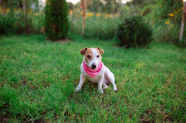 Zwierzęta. Pies Jack Rusl Terrier jest rozgrywany na trawie, aby polować na zwierzynę. Łowca szczeniąt do zabawy na trawniku.