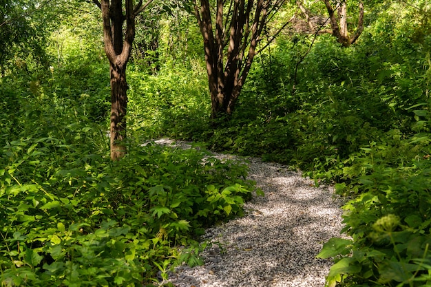 Żwirowa ścieżka wśród zarośli w letnim parku z wierzbami