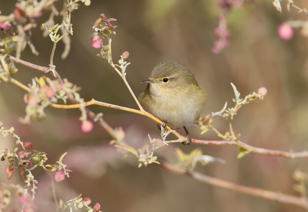 Zwykła Chiffchaff W Pięknym Miękkim Słońcu.