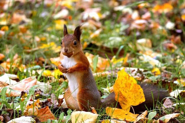 Zwykła puszysta wiewiórka Śmieszna Eurazjatycka wiewiórka czerwona stoi w jesiennych liściach i trzyma nakrętkę w zębach na rozmytym tle