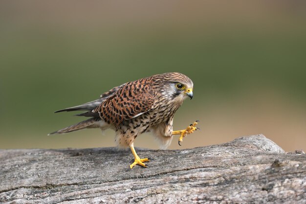 Zwykły kestrel