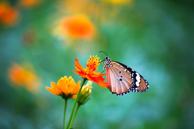 Zwykły motyl tygrysa Danaus chrysippus na roślinie kwiatowej z ładnym miękkim rozmytym tłem