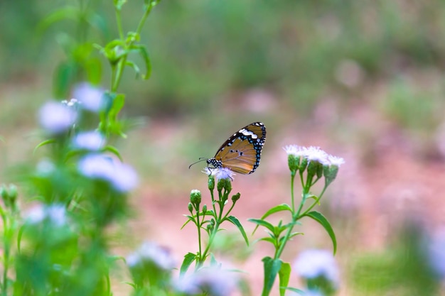Zwykły motyl tygrysa Danaus chrysippus odwiedza kwiat w publicznym ogrodzie i sam się karmi