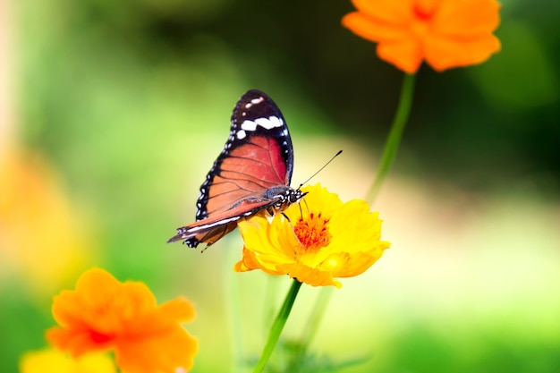 Zwykły motyl tygrysa Danaus chrysippus odwiedzający kwiat w przyrodzie w publicznym ogrodzie