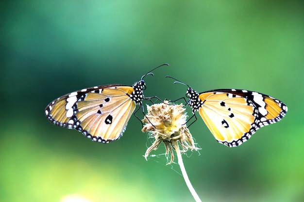 Zwykły motyl tygrysa Danaus chrysippus odwiedzający kwiaty w przyrodzie wiosną
