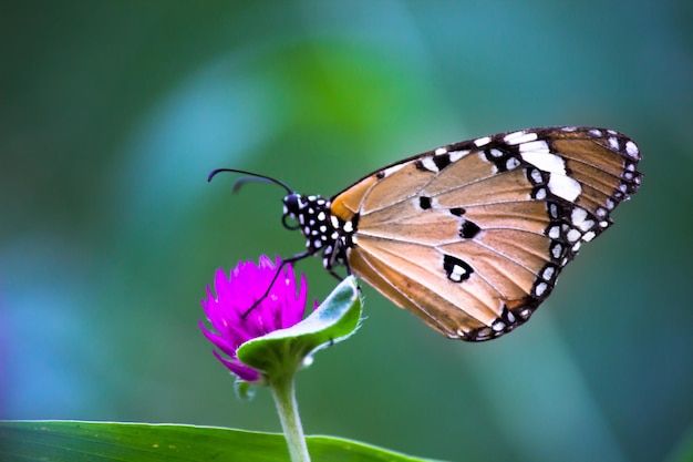 Zwykły motyl tygrysa Danaus chrysippus odwiedzający kwiaty w przyrodzie wiosną