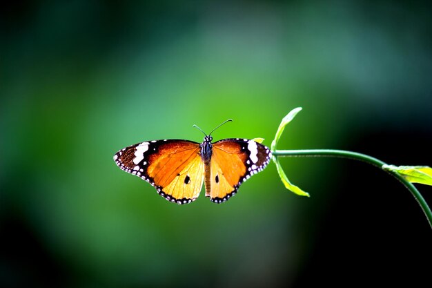 Zwykły Motyl Tygrysa Danaus Chrysippus Odwiedzający Kwiaty W Przyrodzie Wiosną