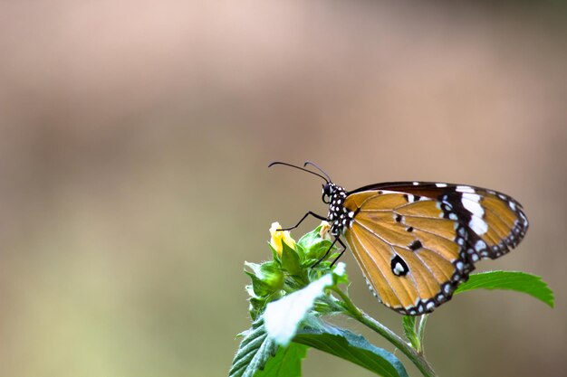 Zwykły motyl tygrysa Danaus chrysippus odwiedzający kwiaty w przyrodzie wiosną