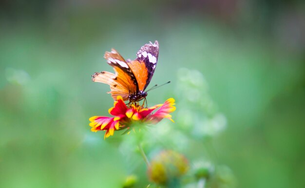 Zwykły motyl tygrysa Danaus chrysippus odwiedzający kwiaty w przyrodzie wiosną