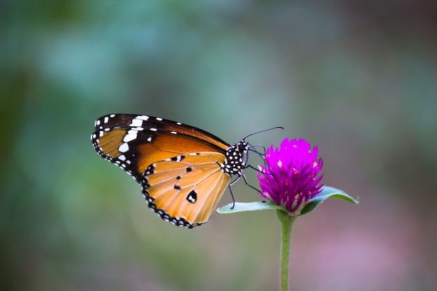 Zwykły Motyl Tygrysa Danaus Chrysippus Spoczywający Na Roślinie W Zielonym Tle Natury