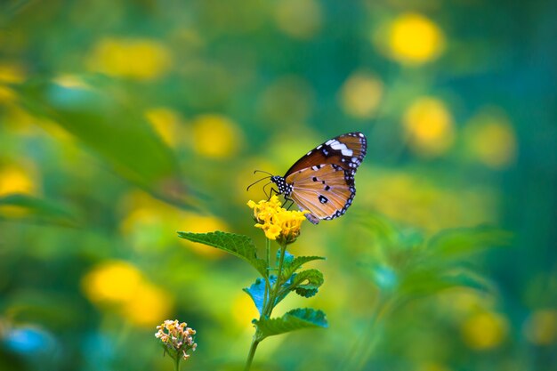 Zwykły motyl tygrysa Danaus chrysippus spoczywający na roślinie w zielonym tle natury