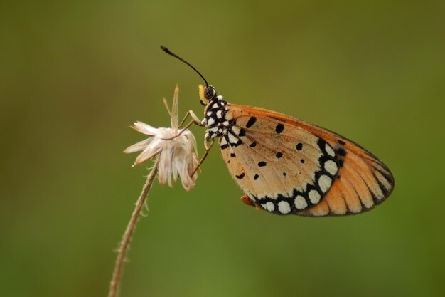 Zwykły Tygrys Motyl Pomarańczowy motyl przywiązany do kwiatu w naturze