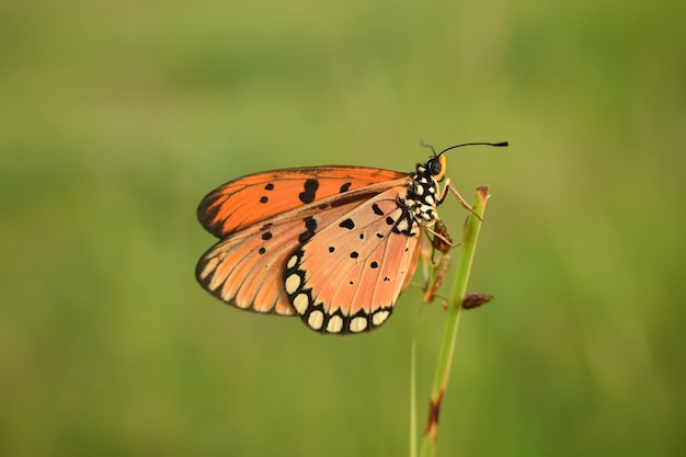 Zwykły Tygrys Motyl Pomarańczowy motyl przywiązany do kwiatu w naturze