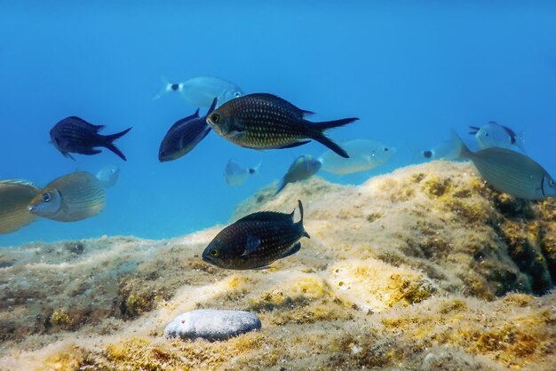 Życie morskie, scena podwodna Światło słoneczne, ryby Podwodne życie.