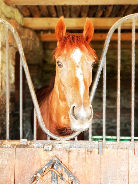 Życie na wsi turystyka wiejska portret brązowy koń stojący w stajni w stodole widok z przodu patrząc na