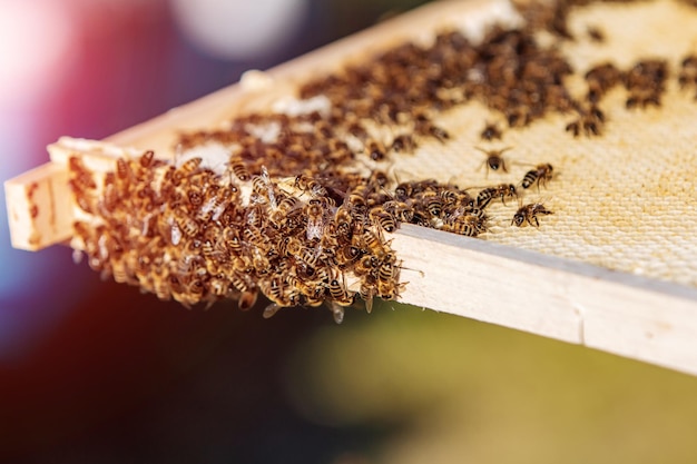 Życie pszczół Pszczoły robotnice Pszczoły przynoszą miód