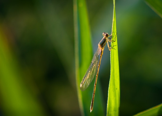 Życie Zwierząt. Makro- Strzał Zielony Dragonfly.