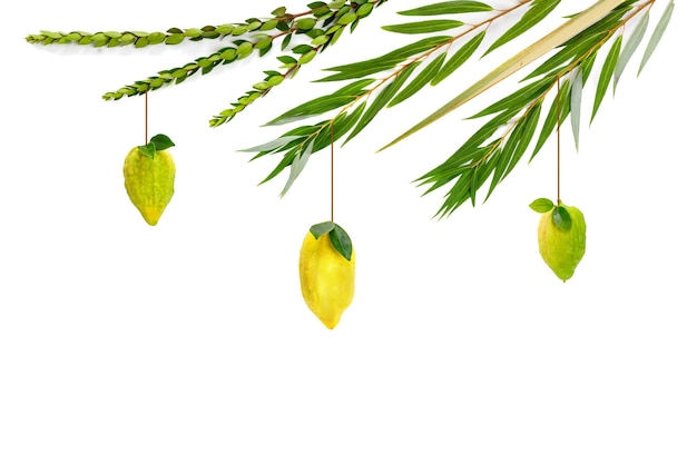 Żydowskie święto Sukkot Tradycyjne symbole Cztery gatunki Etrog citron lulaw gałązka palmowa hadas mirt arawa wierzba