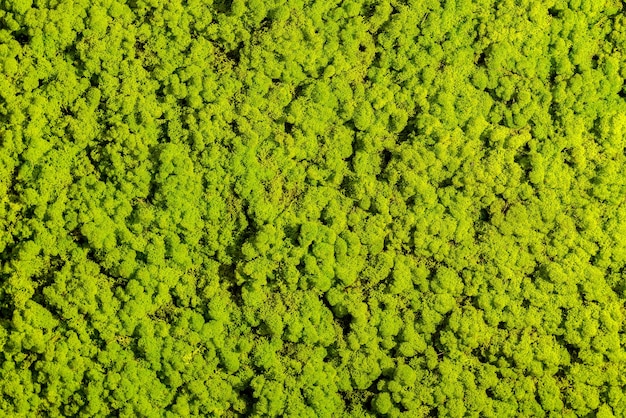 Żyj na zielono. Zbliżenie tła roślin z jasnozielonym kolorem