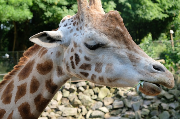 Żyrafa Afrykańska Giraffa Camelopardalis W Południowej Afryce