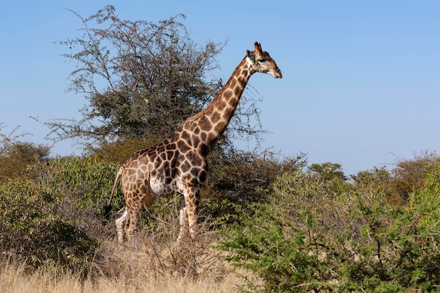 Żyrafa Botswana Afryka