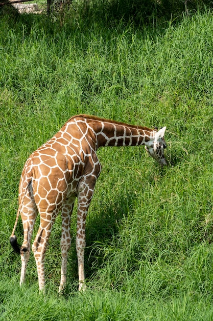 Żyrafa Camelopardalis Reticulata żyrafa Stojąca Szukająca Pożywienia W Zielonym Polu Pełnym Roślinności Meksyk