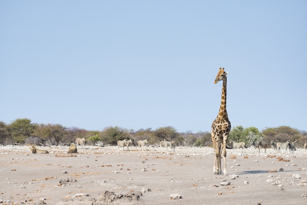 Żyrafa chodzi blisko lwów łgarskich puszek na ziemi. Wildlife safari w Parku Narodowym Etosha.