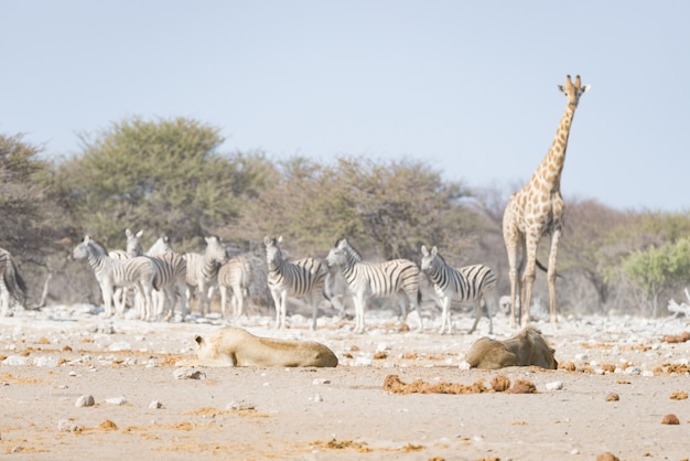 Żyrafa Chodzi Blisko Lwów łgarskich Puszek Na Ziemi. Wildlife Safari W Parku Narodowym Etosha.