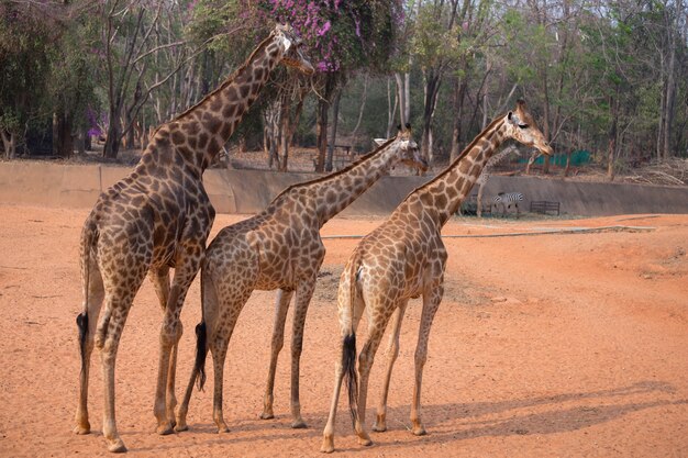 żyrafa (giraffa camelopardalis)