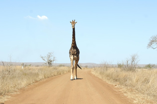 Zdjęcie Żyrafa na brudnej drodze i niebieskim niebie w południowoafrykańskim parku narodowym krugera