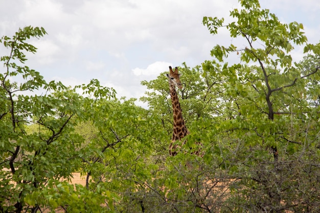 Żyrafa na polu wśród gęstej roślinności na tle pochmurnego nieba w słoneczny dzień w Afryce Południowej