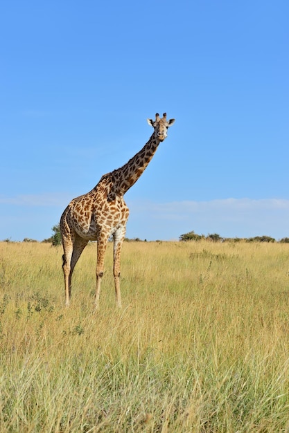 Żyrafa na sawannie Parku Narodowego Masai Mara