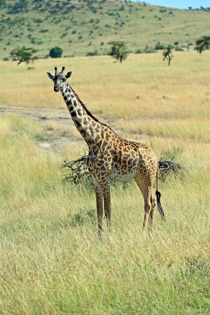 Żyrafa Na Sawannie Parku Narodowego Masai Mara