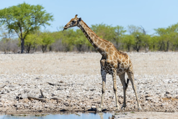 Żyrafa Na Waterhole W Afrykańskiej Sawannie