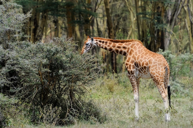 Żyrafa na wolności. Afryka, Kenia