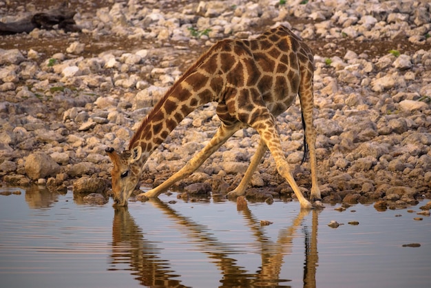 Żyrafa pije wodę o wschodzie słońca w Parku Narodowym Etosha Namibia