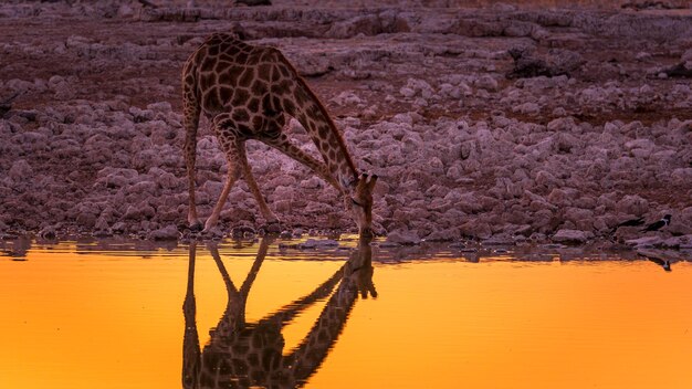 Zdjęcie Żyrafa pije wodę o zachodzie słońca w wodopoju okaukuejo w parku narodowym etosha w namibii w afryce